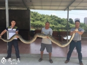 安溪祥华发现近年最大蟒蛇图片 被抓时正吞食40多斤山羊