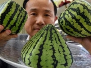 <b>揭秘日本奢侈水果 俩甜瓜卖出18.5万元天价</b>