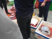 <b>广东街头有人当场屠杀白海豚！幼龄白海豚当街被宰杀场面极其残忍</b>