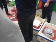 <b>珠海渔民当街宰杀白海豚现场图片 白海豚幼体被当街宰杀血水积满半箱</b>