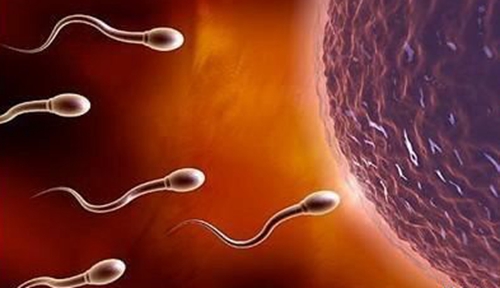 精子在女性体内存活时间可以为多久呢