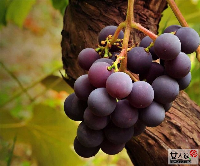 吃葡萄的好处 自然中的阿司匹林有效防血栓