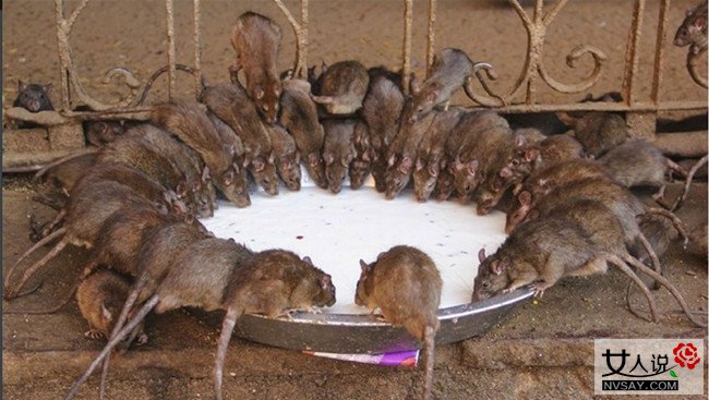 英国爆发2亿老鼠 南瓜般大小体型老鼠遇人即袭