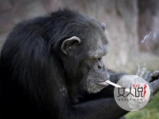 朝鲜动物园抽烟大猩猩 猩猩：祖国尚未统一心情郁闷！