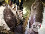 渔民捕获156斤怪鱼 “海鸡肉”世间罕见遭客商天价抢购