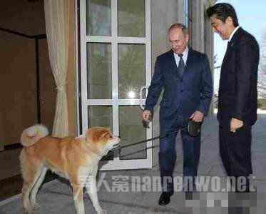 日本的赠狗外交