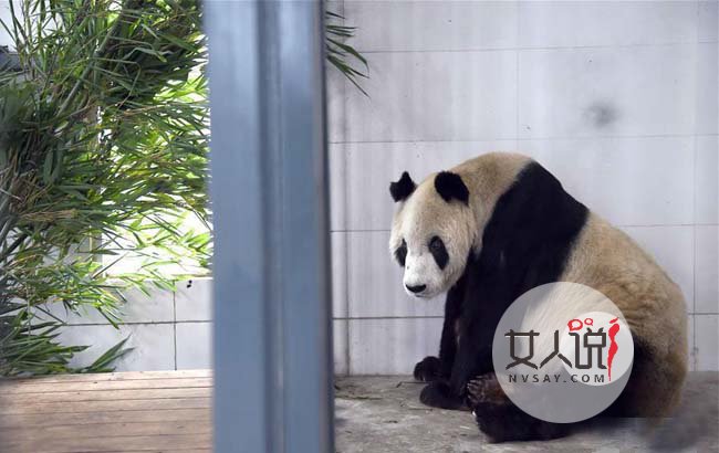 最高龄大熊猫逝世 人称盼爷为熊猫一族开枝散叶劳苦功高