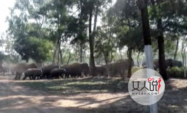 60只大象迷路进村 坑惨村民无辜躺枪房屋被毁哭晕厕所