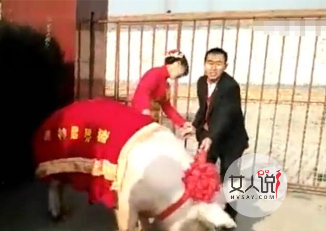 1260斤猪接新娘 猪郎官竟用千斤猪接替宝车迎接新娘仪式