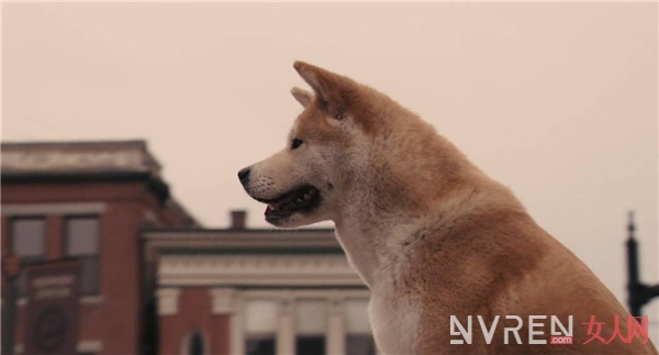 《一条狗的使命》定档3月3日 《忠犬八公的故事》导演再让你感动流泪