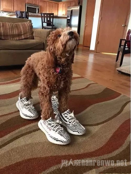 狗狗也爱潮鞋