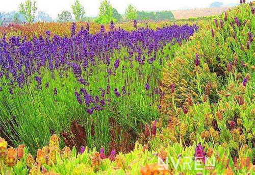 全球十大最美的薰衣草花田 每一亩都是独一无二的美