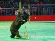 福州动物园狗熊跨栏失败遭脚踢裆部 引发观众不满