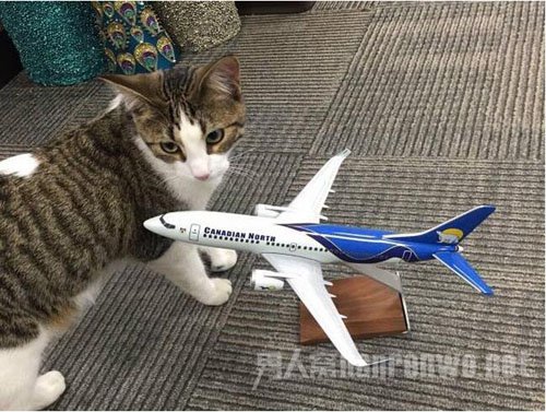 加拿大航空公司帮忙照顾猫咪