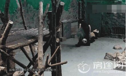 熊猫基地员工粗暴对待大熊猫