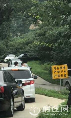 作死！北京八达岭野生动物园游客坐车顶 老虎咬人熊扒车窗后再现惊人一幕