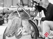 昆明男子吊卖5公斤大鳄龟 自称本地龟实为外来物种(图)
