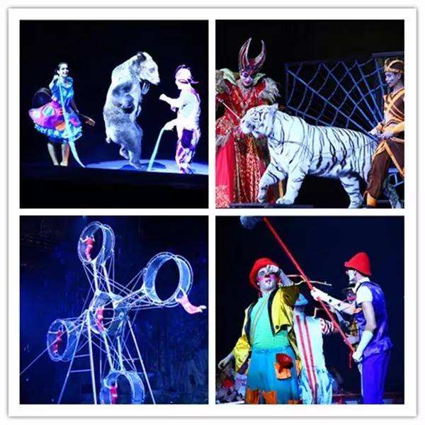 广州动物园结束24年马戏表演 终将也迎来了它们的自由