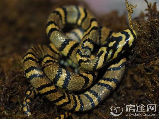 中国首次成功繁育全球最美蛇 百年活体不足30条 珍贵影像首度曝光