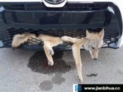 开车撞了一头狼 32公里后女司机下车惊呆了！