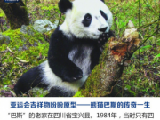 传奇大熊猫巴斯去世 曾上过春晚访过美国