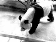 秦岭野生动物园大熊猫瘦成皮包骨 园方:患牙髓炎不好好吃东西