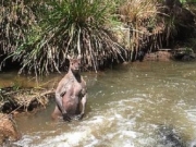 澳洲袋鼠水中展示强壮肌肉 体格惊人