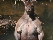 澳洲袋鼠冲凉被偷拍 “气鼓”一身肌肉