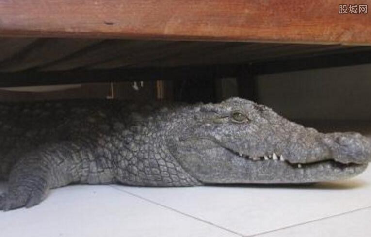 少女床下竟藏鳄鱼