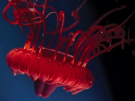 泰国宏岛现大量毒性剧烈红水母 真是很危险现已挂牌警告游客