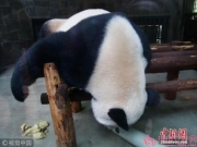 大熊猫展现奇特“销魂”睡姿 看不够的各种可爱