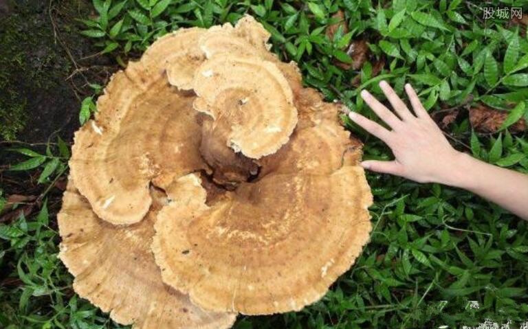 腾冲现变异巨型蘑菇