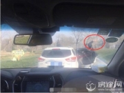 游客下车砸熊 北京野生动物园证实 两度下车投食
