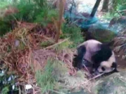 患病大熊猫跑进村民家 专家紧急进行救治