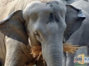 动物园大象洗澡被激怒 用鼻子抽死饲养员