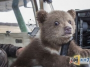 俄罗斯飞行员教小熊开战斗机