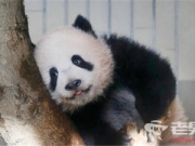 日本大熊猫加班接客 网友：香香宝宝你要多注意身体