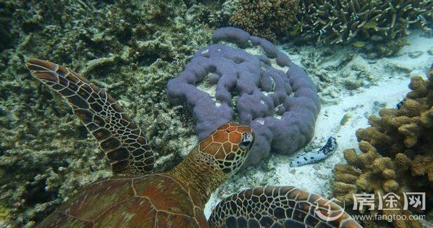 澳洲大堡礁正衰亡
