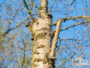 摄影师采风发现树干奇怪，原来是用来伪装的