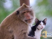 一只流浪猫，拯救抑郁的猴子