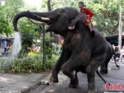 泰国举办“大象日”活动 六头象畅享10吨水果大餐