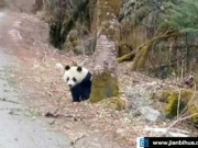 游客偶遇野生大熊猫横穿马路