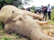 泰国野象偷吃菠萝被高压线电死 菠萝园主或被判刑