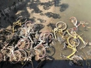 杭州一处河道现大批共享单车:轮子挂水草满身淤泥