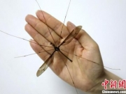 四川发现巨型蚊子个体 翅展长度达11.15厘米(图)