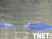 美国某湖泊惊现蓝色巨型“大鱼” 通体蓝色漂浮于水面