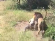 南非野生动物园园主遭雄狮袭击 险被拖入丛林(图)