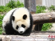 成都多只大熊猫“黑眼圈变白” 医学专家正会诊