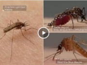 <b>夏天到了！国外团队制作的关于蚊子的那些事秒拍视频</b>