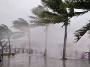【图】杨军：中国太需要“接地气”的研究：从35万株被台风吹倒的树说起
